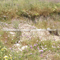 Vestígios de área residencial da antiga Caulônia em meio a flores.